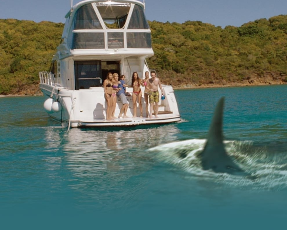 yacht shark attack