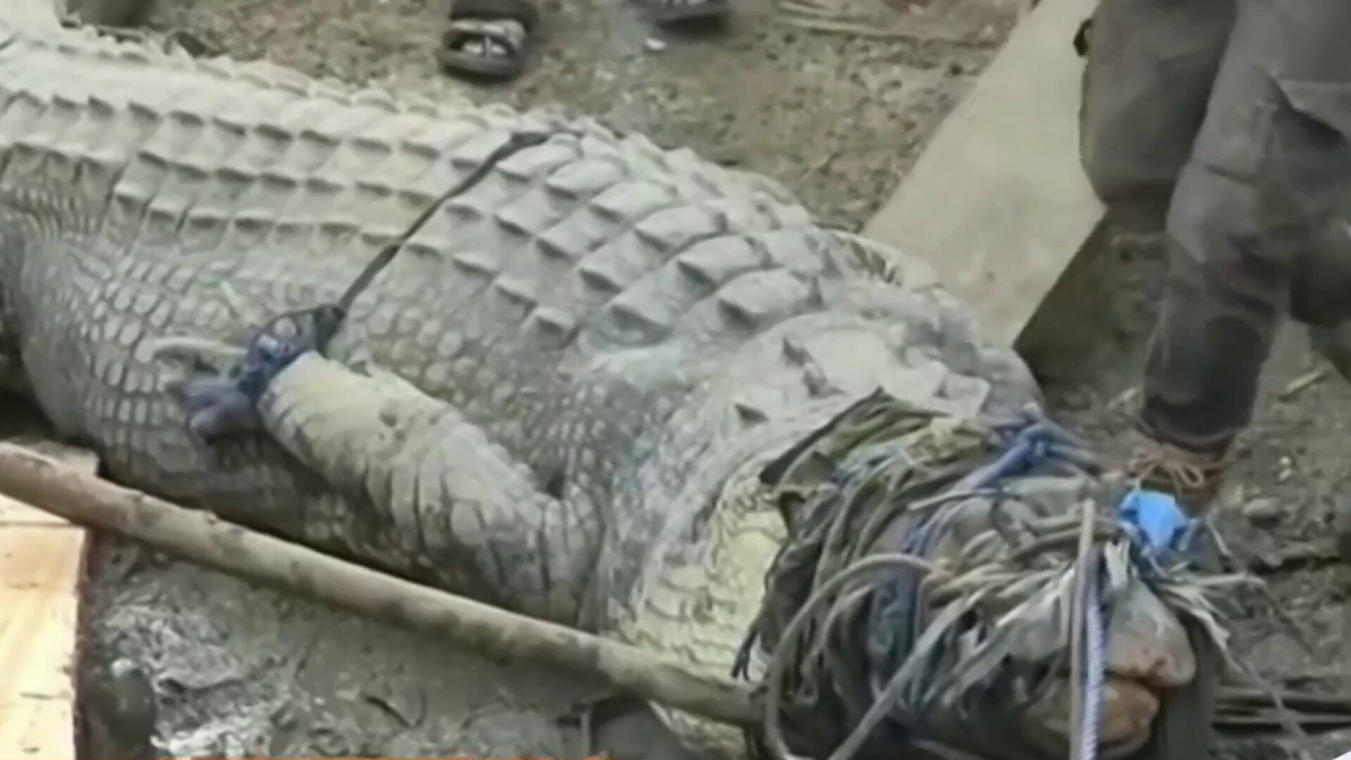 Watch Hoy Día Highlight: Un aldeano captura un cocodrilo de más de 13 pies  de largo con una simple cuerda en Indonesia 